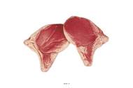 Cote de Porc crue artificielle X 2 en Plastique soufflé L 135x100 mm