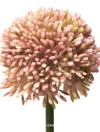 Allium artificiel en tige H 45 cm Rose - BEST