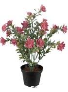 Succulente fleurie factice cactée Vieux Rose pot H30cmD25cm plastique 