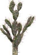 Cactus Opuntia factice cactée en pot dense top Qualité H70cm Vert aloé