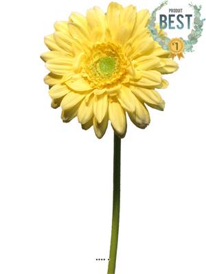 Gerbera artificiel, H 48 cm Jaune - BEST