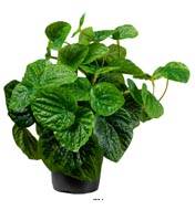 Peperomia plante verte factice en pot H25cm D25cm Feuilles vert dense