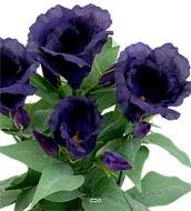 Eustoma artificiel en pot, 4 têtes de fleurs, H 30 cm Mauve violet