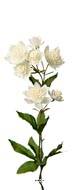 Astrance fleur factice H50cm 8 fleurs 2 ramures Rare et superbe Crème