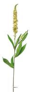 Véronique artificielle, une fleur en tige, H 76 cm Jaune - BEST
