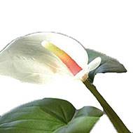 Superbe anthurium artificiel en pot H 41 cm  Vert-rose