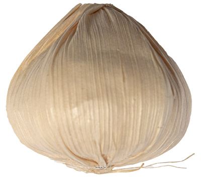 Tete d'ail artificielle D 5,5 cm et H 6,5 cm environ ail Creme