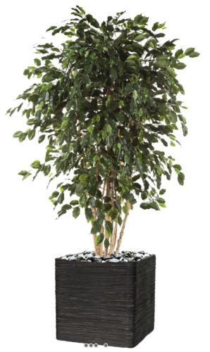 Ficus exotique multi troncs H 210 cm 3465 feuilles artificiel