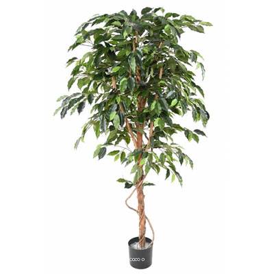Ficus Benjamina artificiel Vert grande feuille1 tronc naturel en pot tronc naturel H 210 cm Vert