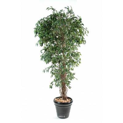 Ficus Benjamina artificiel petite feuille tronc lianes en pot tronc naturel H 180 cm Vert