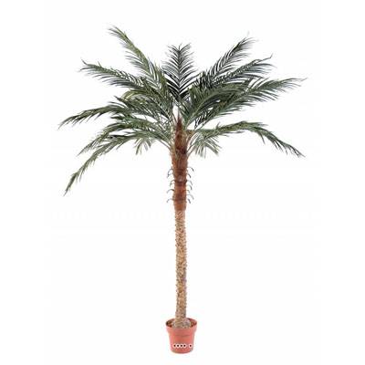 Palmier Phoenix Artificiel H210 cm D150 cm Tronc fibre de verre en pot