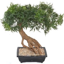 Bonsa Aralia Artificiel H 60 cm D 60 cm en pot