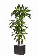 Dracaena artificiel Fragrans 3 troncs en pot H 120 cm Blanc-vert D 60cm