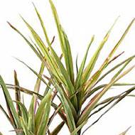 Dracaena artificiel 3 troncs en pot H 140 cm Vert-rose