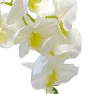 Orchidée Tao factice H105 cm 8 fleurons 5 boutons qualité Pro Crème