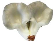 Champignons artificiels Pleurote X4 en mousse PU superbe