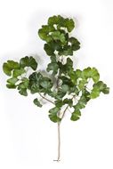 Branche de Ginkgo artificiel 60 cm 52 feuilles