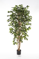 Ficus Nitida artificiel en pot tronc naturel H 180 cm Vert