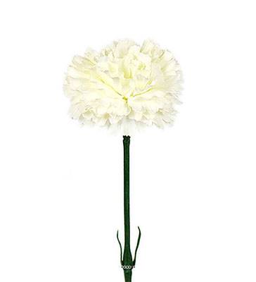 Oeillet artificiel H 55 cm superbe tête tissu D 8,50 cm Crème