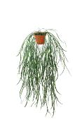 Hoya linearis artificielle en pot H 70 cm très originale suspension