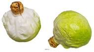 Choux vert artificiel en lot de 2 en Plastique soufflé H 130x120 mm