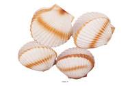 Coquille saint jacques artificielle X 4 en Plastique souffl D 150 mm