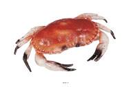 Tourteau crabe artificiel en Plastique soufflé L 320x220 mm