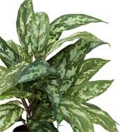 Aglaonema plante artificielle en pot H 37 cm très dense