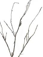 Branche de bois artificielle, 3 ramures, H 95 cm - BEST