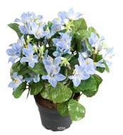 Campanules artificielles en pot, H 25 cm Bleu ciel