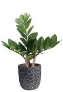 Zamioculcas zamiifolia artificiel en pot H 45 cm, D 40 cm