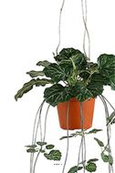 Saxifrage artificiel retombant en pot suspendu, L 35 cm, D 23 cm