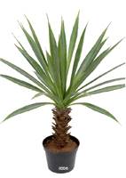 Agave artificiel sur pied en pot, H 40 cm, D 30,5 cm