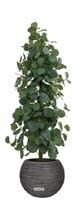 Eucalyptus à feuilles rondes sur pied artificiel, H 100 cm, D 33 cm