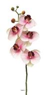 Tige orchidée phalaenopsis Factice 5 fleurons H58cm Pourpre-blanc BEST