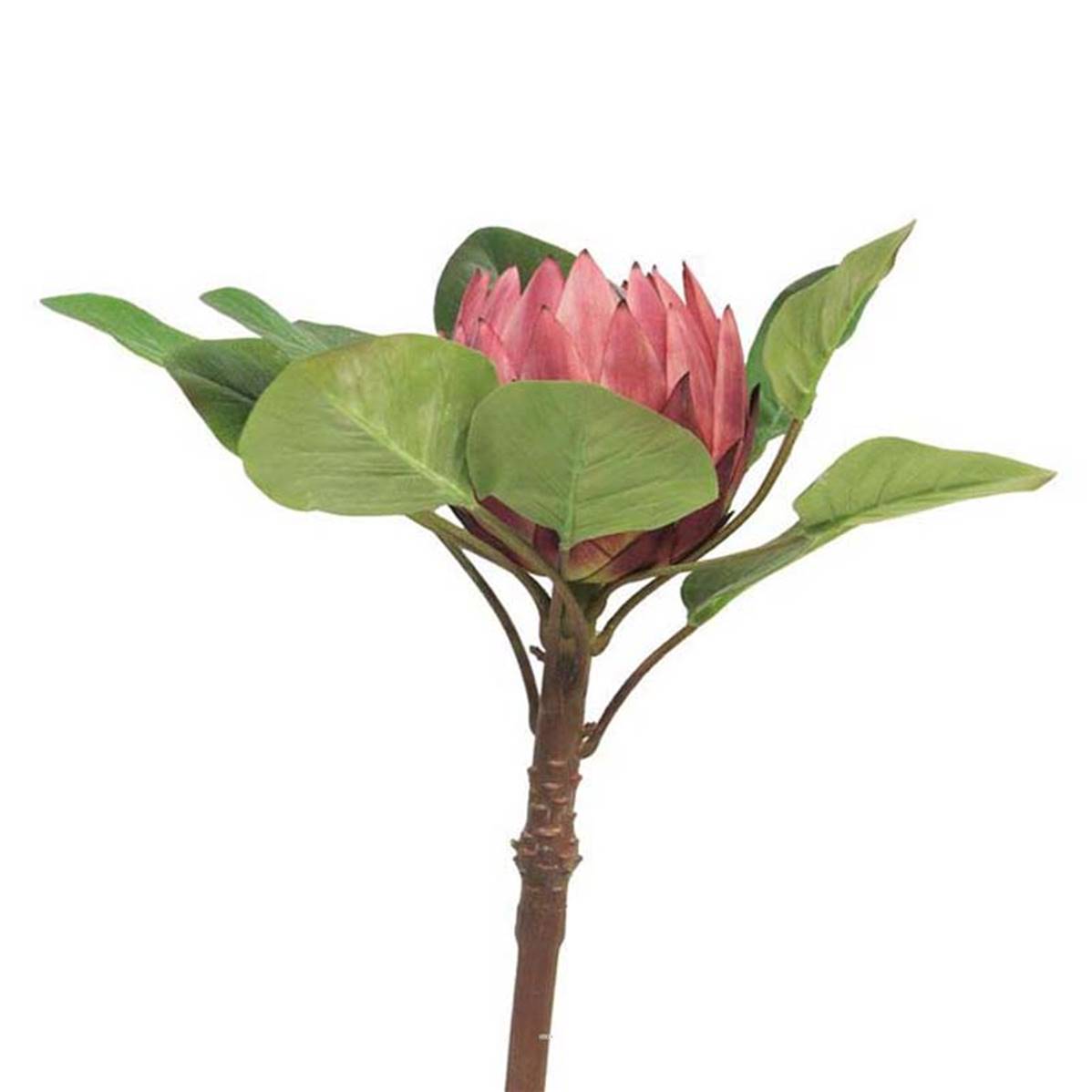 Protea artificielle, spéciale grande taille, H 84 cm | Artificielles.com