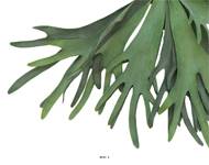 Fougère Platycerium factice socle imitation mousse H60cm D90cm -BEST