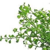 Fougère Adiantum artificielle en piquet, H 30 cm, D 24 cm - BEST