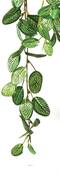 Chute de fittonia artificiel L 85 cm 706 feuilles vert