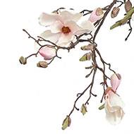 Branche de magnolia artificiel 4 fleurs 22 boutons H 107 cm Rose-crème