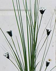 Herbe artificielle en piquet H85 cm crème-vert