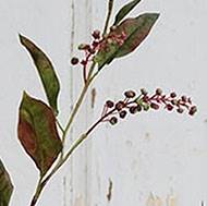 Branche de phytolacca artificiel H 150 cm 