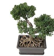 Mini bonsai artificiel en pot H 18,5 cm 