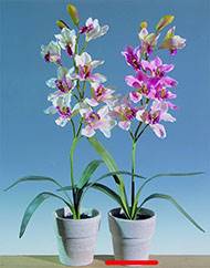 Grande orchidée artificielle en pot H 68 cm  Blanc rose