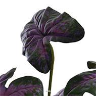 Caladium artificiel en pot H 55 cm D 40 cm Grandes feuilles tissu vert rose