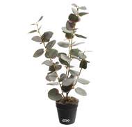 Eucalyptus artificiel en pot, H 47 cm, D 23 cm Vert-rose