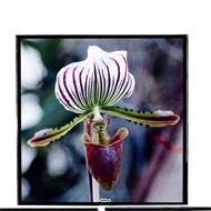 Tableaux Peinture X3 Orchidees L 40 x 2 50 x H 40 cm