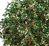 Ficus exotique géant artificiel H 315 cm 6600 feuilles en pot