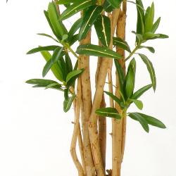 Croton Goldfinger reflexa factice H150 cm 1428 feuilles arbre en pot