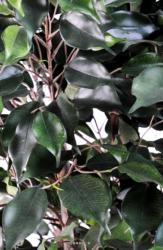 Ficus Exotica Artificiel H80 cm L60 cm en buisson tronc naturel en pot